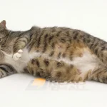 Early signs a cat is pregnant
